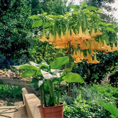 Apartment In Okrug Gornji 6130